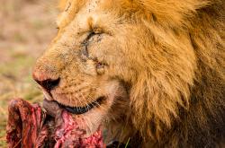 开云下载-雄鹿轻取热火B队，贝弗利绝境逆转